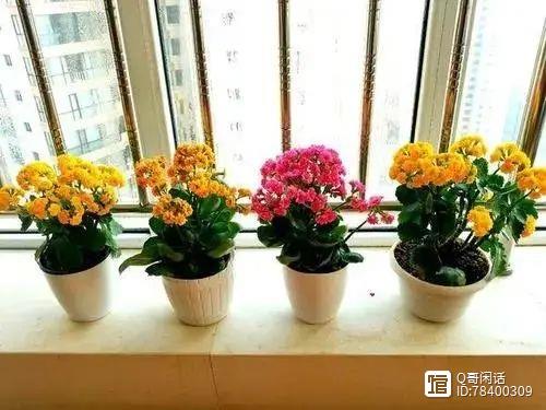 室內養花好嗎_室內養花好處和壞處_室內養什么花好