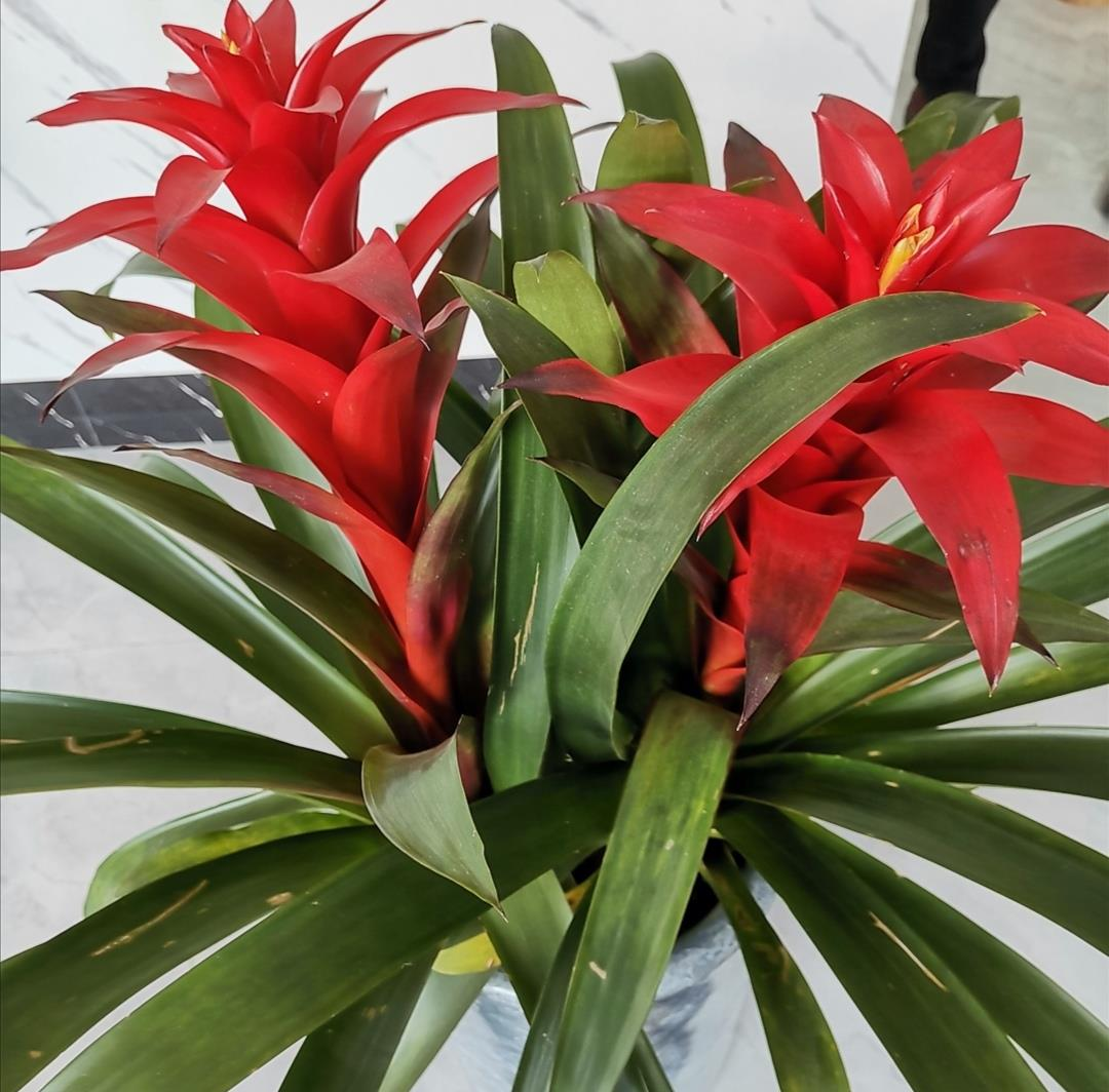 家中旺財?shù)闹参颻家中養(yǎng)什么植物聚財旺財_家養(yǎng)旺財?shù)闹参镉心男?/></p>
<p style=