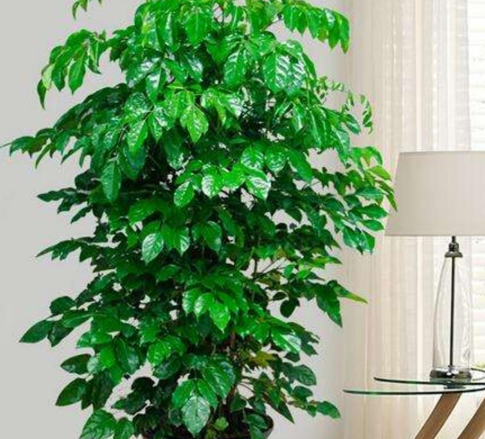 家中旺財?shù)闹参颻家中養(yǎng)什么植物聚財旺財_家養(yǎng)旺財?shù)闹参镉心男?/></p>
<p style=
