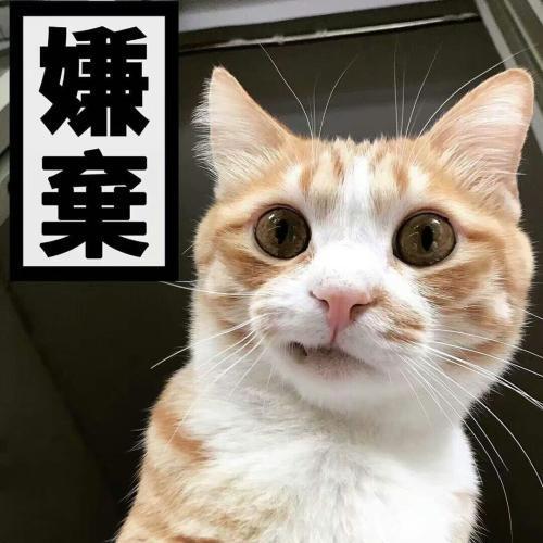 貓亂尿怎么解決方法_貓尿偏方治療什么_貓小帥尿