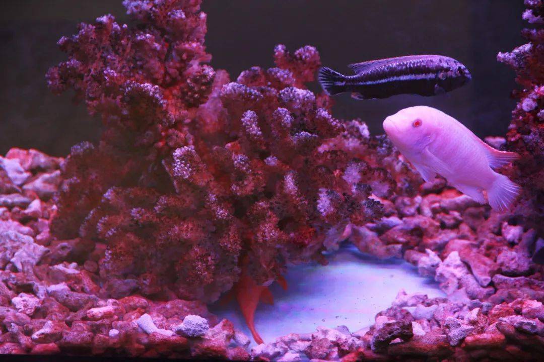 缸觀賞魚買入新品種好嗎_新觀賞魚入缸注意什么_新買的觀賞魚怎么入缸