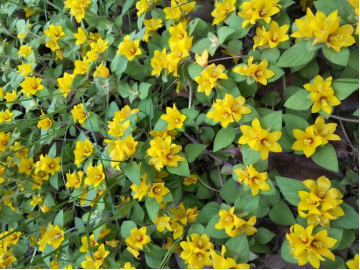鎮(zhèn)宅的花卉綠植有哪些_花卉綠植鎮(zhèn)宅有哪些植物_鎮(zhèn)宅綠植花卉哪種好養(yǎng)