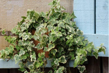 鎮(zhèn)宅綠植花卉哪種好養(yǎng)_鎮(zhèn)宅的花卉綠植有哪些_花卉綠植鎮(zhèn)宅有哪些植物