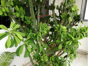 鎮(zhèn)宅的花卉綠植有哪些_花卉綠植鎮(zhèn)宅有哪些植物_鎮(zhèn)宅綠植花卉哪種好養(yǎng)