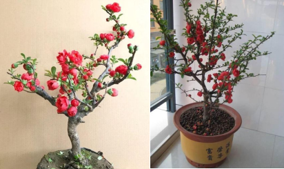 花卉綠植鎮(zhèn)宅有哪些植物_鎮(zhèn)宅綠植花卉哪種好養(yǎng)_鎮(zhèn)宅的花卉綠植有哪些