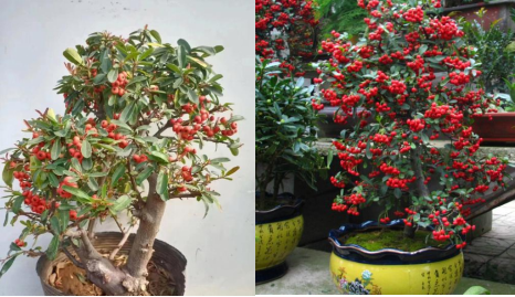 鎮(zhèn)宅的花卉綠植有哪些_鎮(zhèn)宅綠植花卉哪種好養(yǎng)_花卉綠植鎮(zhèn)宅有哪些植物