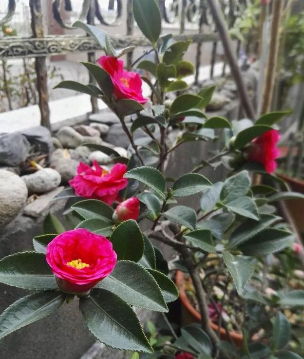 花卉硫酸亞鐵的作用_養花的硫酸亞鐵有什么作用_硫酸亞鐵對花卉的作用