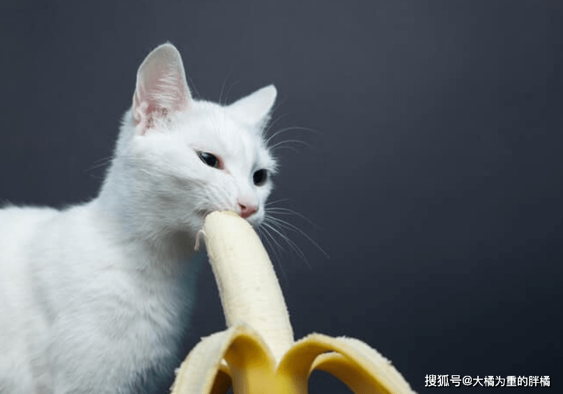香蕉貓咪可以吃嗎_貓可以吃香蕉嗎_香蕉貓吃可以催吐嗎