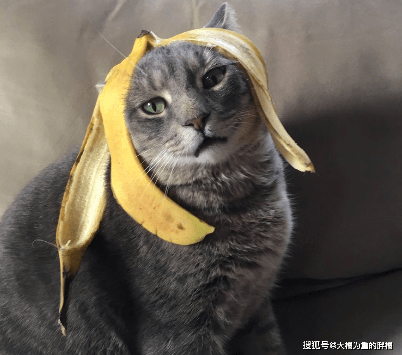 貓可以吃香蕉嗎_香蕉貓吃可以催吐嗎_香蕉貓咪可以吃嗎