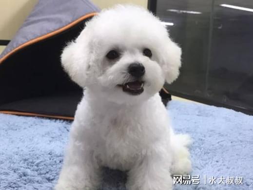 新手飼養比熊犬，有經驗的人建議，先養公的