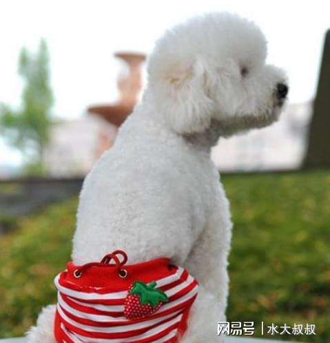 比熊狗好不好養(yǎng)_比熊犬好養(yǎng)嗎_養(yǎng)比熊的人都后悔
