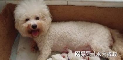養(yǎng)比熊的人都后悔_比熊狗好不好養(yǎng)_比熊犬好養(yǎng)嗎