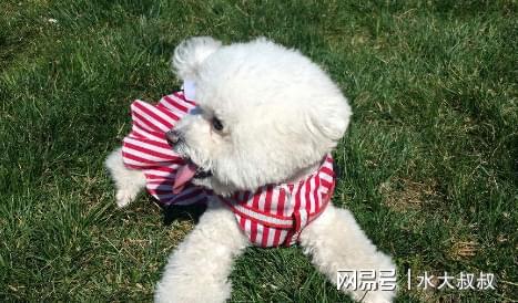 比熊犬好養(yǎng)嗎_養(yǎng)比熊的人都后悔_比熊狗好不好養(yǎng)