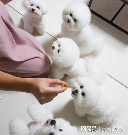比熊狗好不好養(yǎng)_比熊犬好養(yǎng)嗎_養(yǎng)比熊的人都后悔
