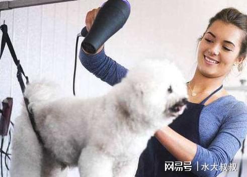 比熊犬好養(yǎng)嗎_養(yǎng)比熊的人都后悔_比熊狗好不好養(yǎng)