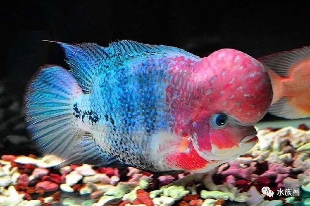 觀賞魚混養基本原則！別再盲目什么魚都養了