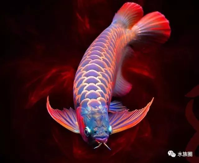 小型兇猛的觀賞魚_觀賞兇猛小型魚有哪些_兇猛的小型觀賞魚
