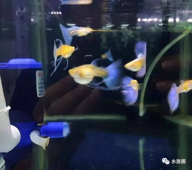 觀賞兇猛小型魚有哪些_兇猛的小型觀賞魚_小型兇猛的觀賞魚