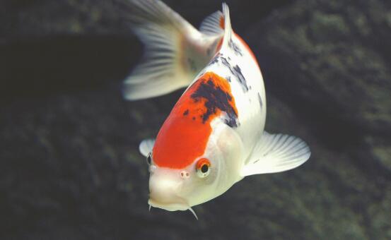 能觀賞紅色魚吃什么食物_紅色魚吃什么_紅色觀賞魚能不能吃
