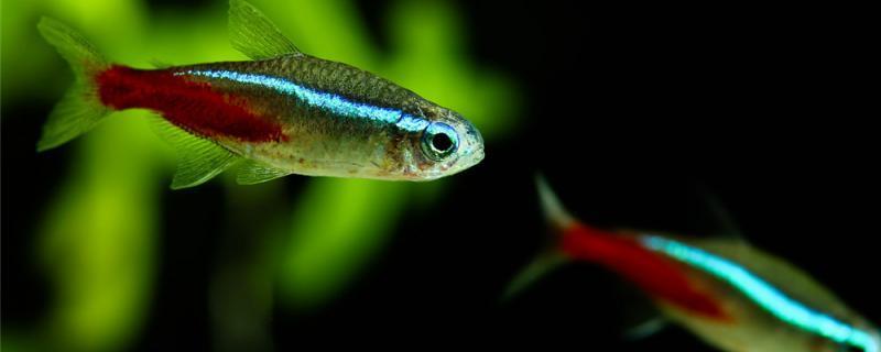 紅綠燈是上層魚還是下層魚，怎么飼養