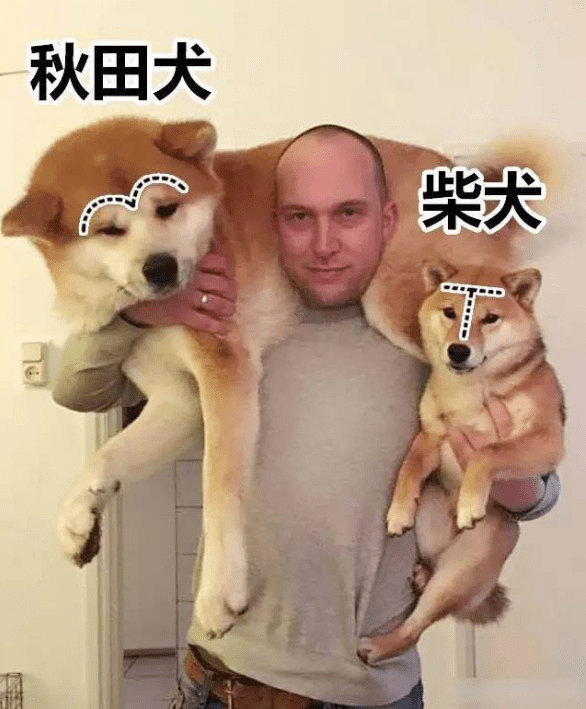 日本的“土狗”柴犬，憑什么能比中國土狗的