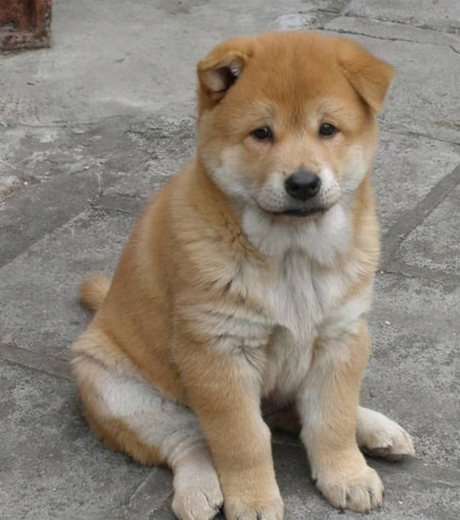 柴犬是日本的土狗嗎_日本柴犬與土狗有何區別_日本柴犬土狗是什么品種