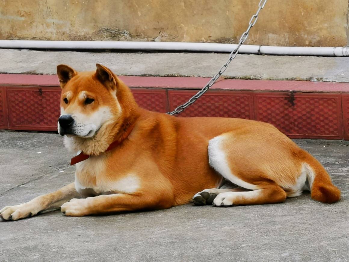 日本柴犬與土狗有何區別_日本柴犬土狗是什么品種_柴犬是日本的土狗嗎