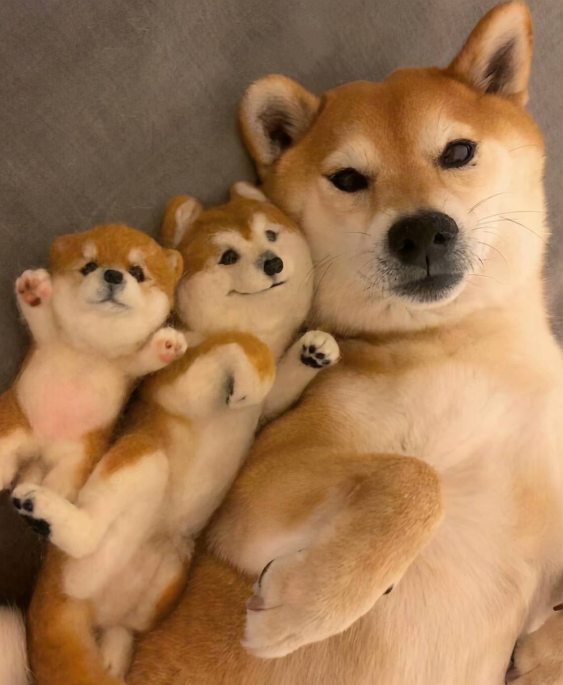 日本柴犬土狗是什么品種_日本柴犬與土狗有何區別_柴犬是日本的土狗嗎