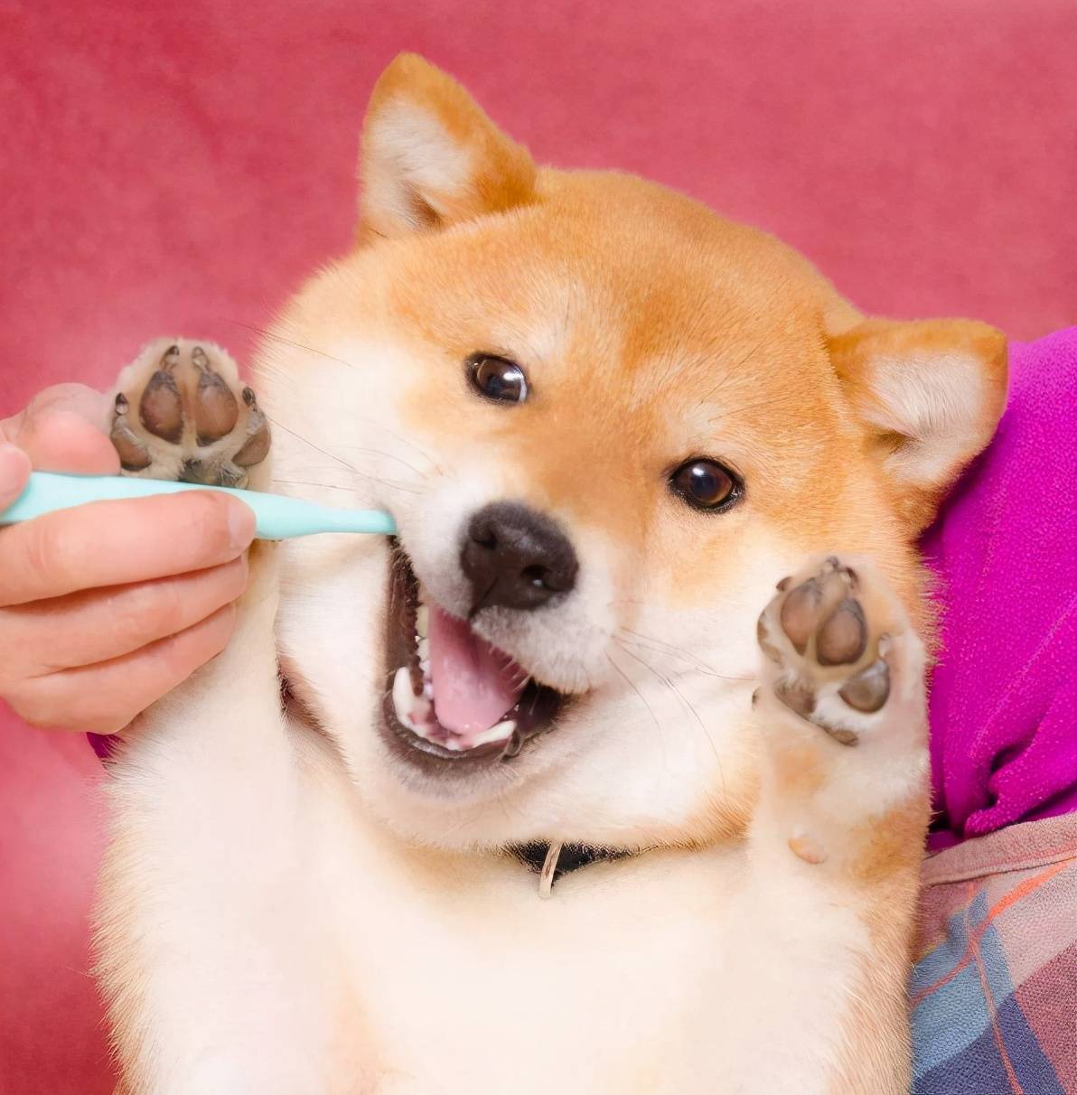 柴犬是日本的土狗嗎_日本柴犬與土狗有何區別_日本柴犬土狗是什么品種