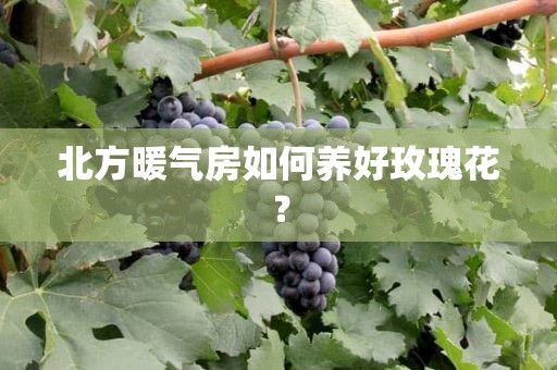 北方暖氣房如何養好玫瑰花？