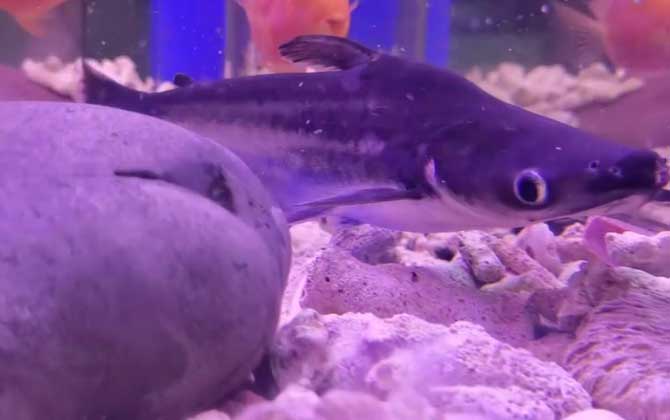小藍鯊是什么魚？