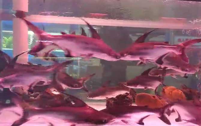 藍鯊觀賞魚怎么養_觀賞魚藍鯊的養殖方法_觀賞魚藍鯊