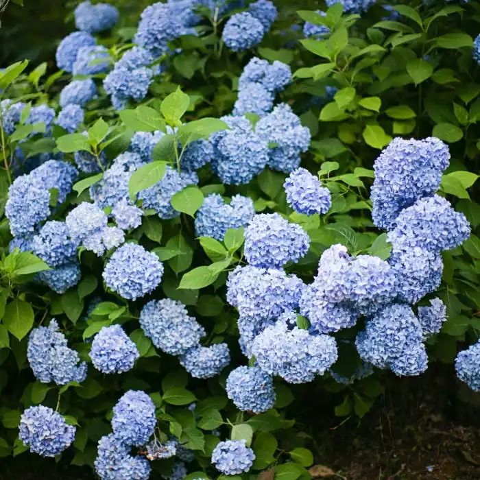 花卉藍(lán)色花開有哪些_開藍(lán)色花的花卉有哪些_開藍(lán)色花的花