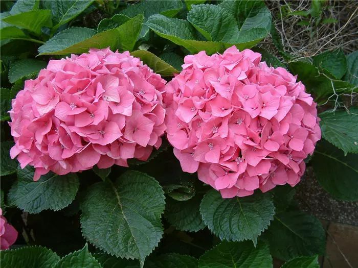 開藍(lán)色花的花卉有哪些_花卉藍(lán)色花開有哪些_開藍(lán)色花的花