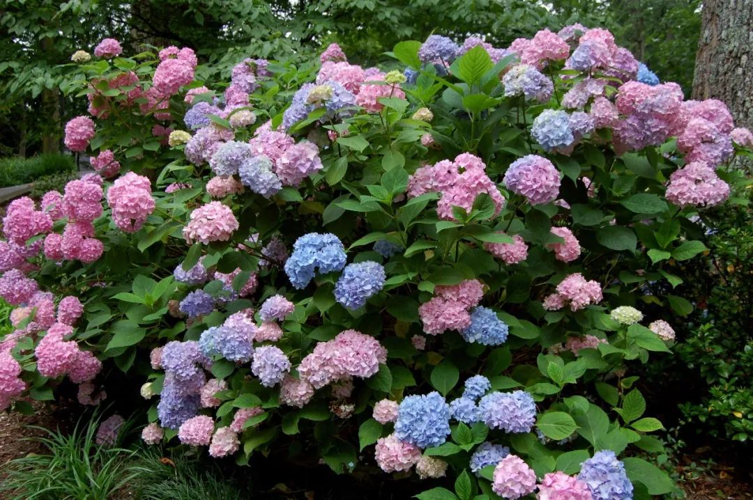 花卉藍(lán)色花開有哪些_開藍(lán)色花的花_開藍(lán)色花的花卉有哪些