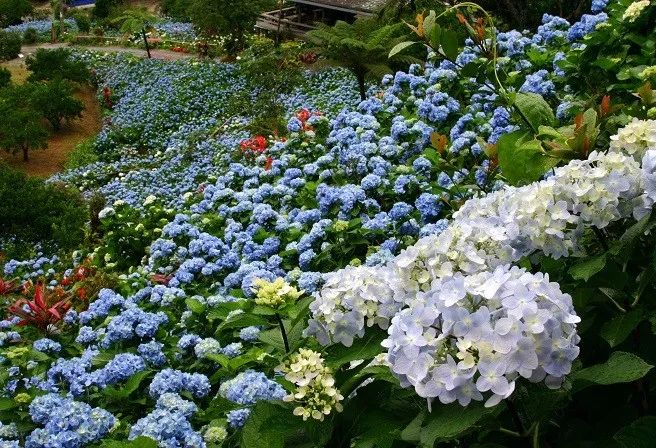 花卉藍(lán)色花開有哪些_開藍(lán)色花的花卉有哪些_開藍(lán)色花的花