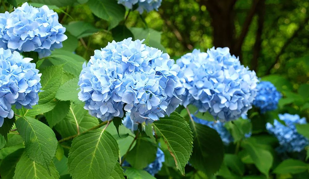 花卉藍(lán)色花開有哪些_開藍(lán)色花的花卉有哪些_開藍(lán)色花的花