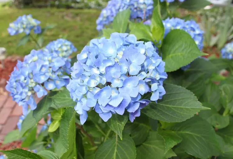 花卉藍(lán)色花開有哪些_開藍(lán)色花的花_開藍(lán)色花的花卉有哪些