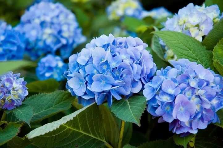 開藍(lán)色花的花_花卉藍(lán)色花開有哪些_開藍(lán)色花的花卉有哪些