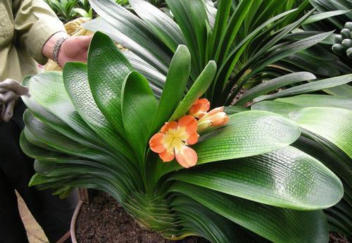 誰說室內養不好花？推薦4種漂亮花，一開就