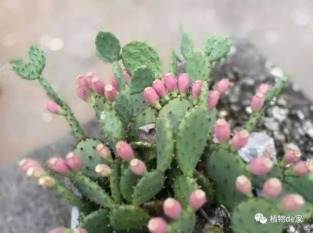 4種養不死的植物,越是賤養越爆盆,不澆水