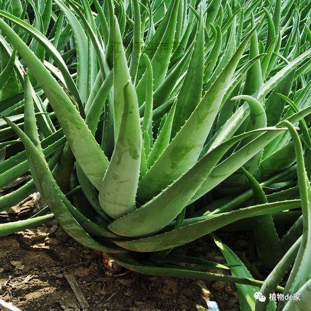 容易養活的植物盆栽_盆栽容易死是什么原因_盆栽養活植物容易死嗎