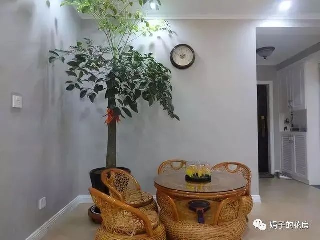 客廳見樹，家業穩固！適合客廳養的9種樹，