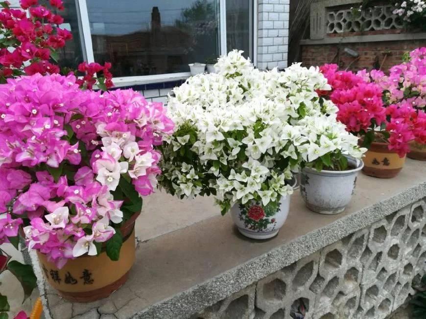 盆栽花卉好養活_最好養的花卉盆栽_盆栽花好養嗎
