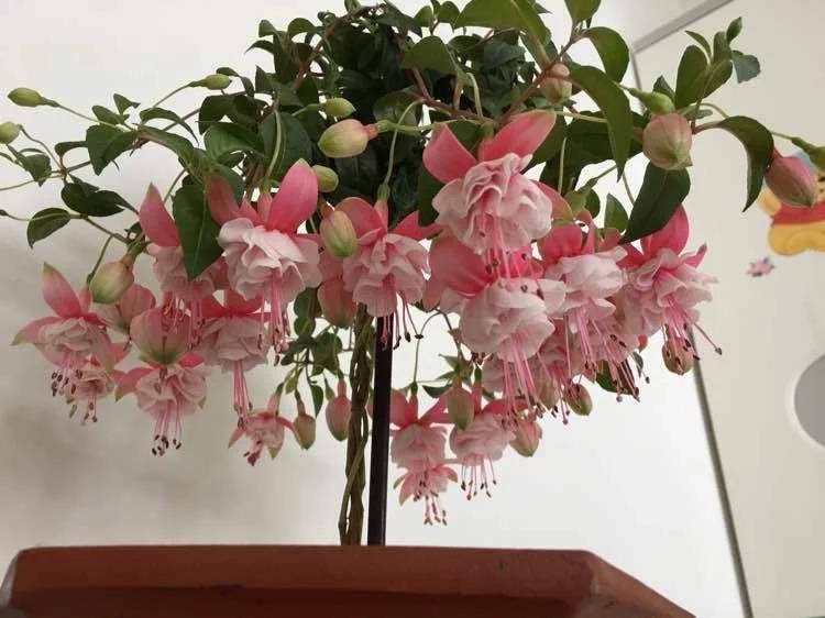 最好養的花卉盆栽_盆栽花卉好養活_盆栽花好養嗎