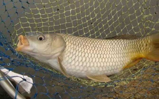 小型觀賞魚種類圖片大全及名稱_常見小型觀賞魚圖片和名字_小型觀賞魚大全名字
