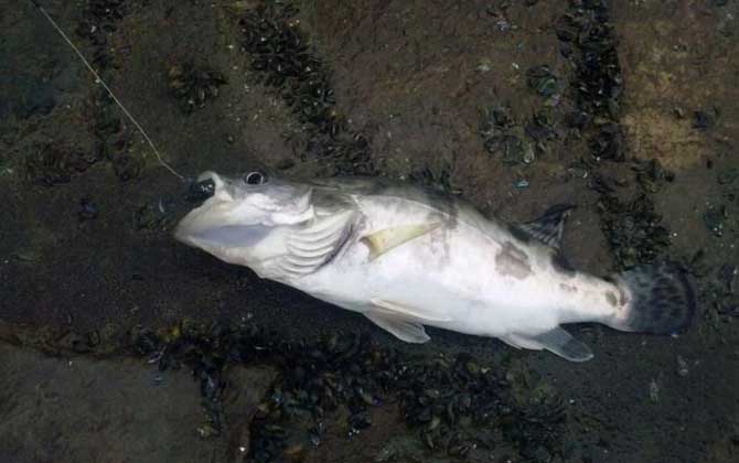 小型觀賞魚大全名字_常見小型觀賞魚圖片和名字_小型觀賞魚種類圖片大全及名稱