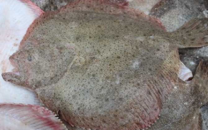 小型觀賞魚大全名字_小型觀賞魚種類圖片大全及名稱_常見小型觀賞魚圖片和名字