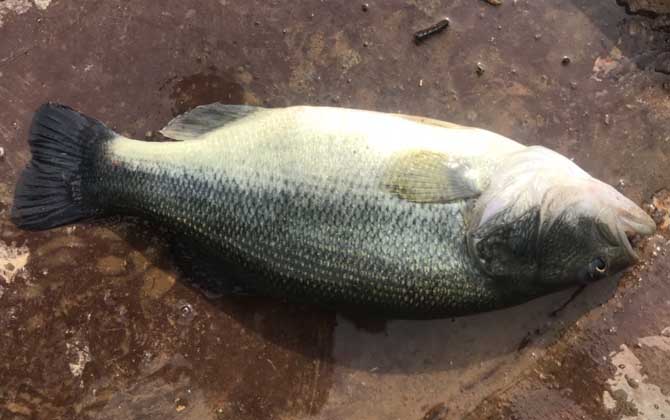常見小型觀賞魚圖片和名字_小型觀賞魚大全名字_小型觀賞魚種類圖片大全及名稱