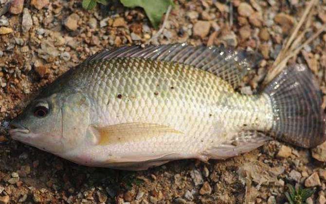小型觀賞魚種類圖片大全及名稱_常見小型觀賞魚圖片和名字_小型觀賞魚大全名字